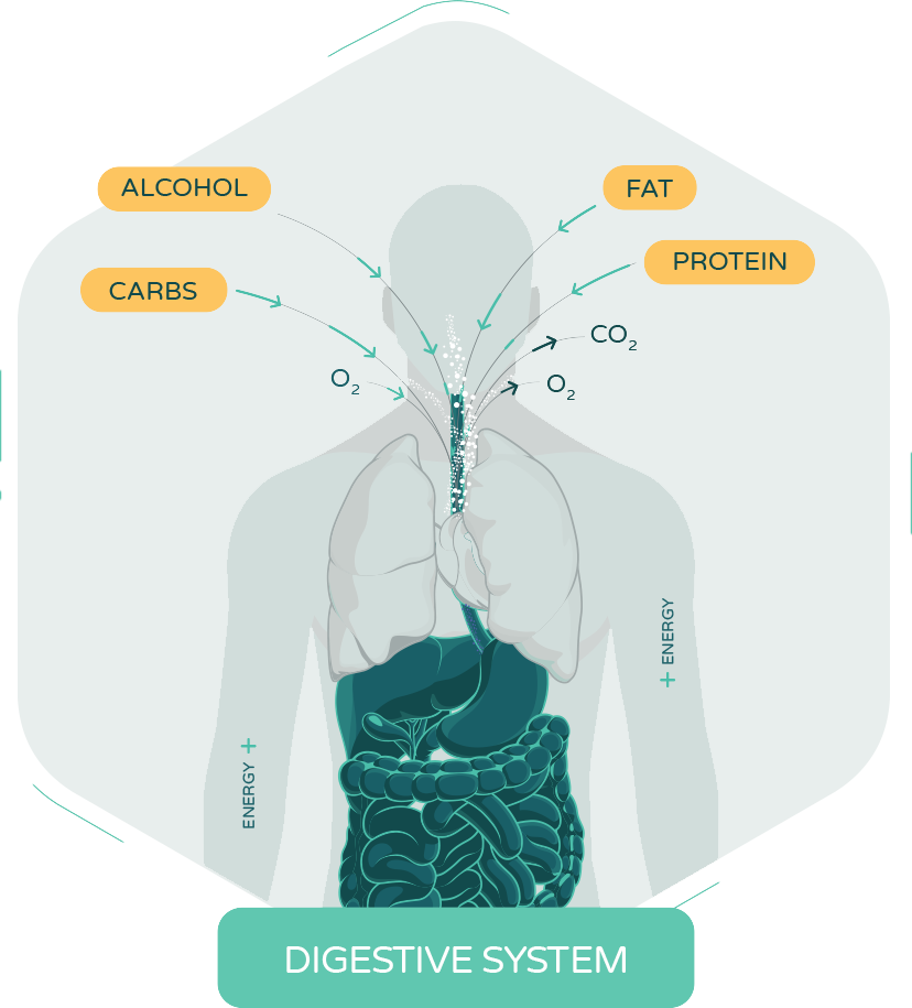 digestive system 2