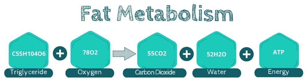 Fat Metabolism